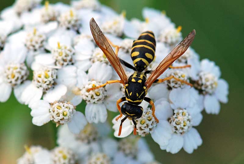 Vespidae ... parassitizzata da uno Strepsittero